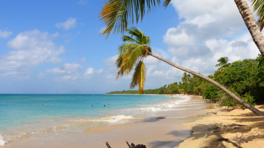À la découverte de la plage des Salines en Martinique