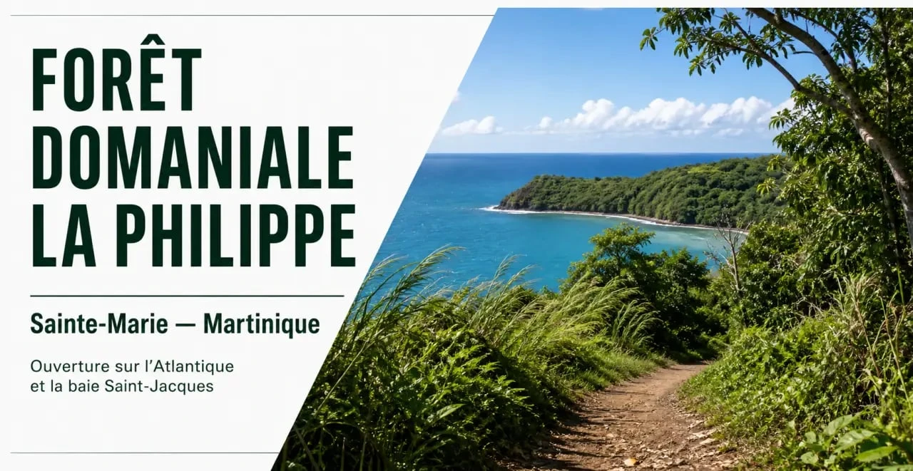 Forêt domaniale La Philippe à Sainte-Marie en Martinique avec vue sur la baie Saint-Jacques