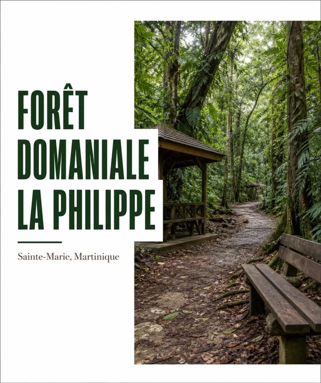 Forêt domaniale La Philippe à Sainte-Marie en Martinique, sentier aménagé et ajoupas sous les arbres