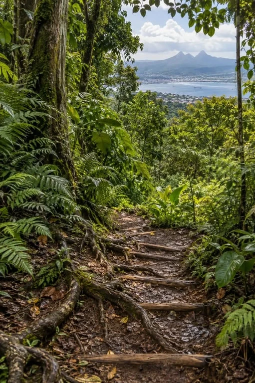 Boucle d’Absalon en Martinique dans la forêt tropicale avec vue sur les Pitons du Carbet